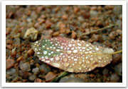 Leaf