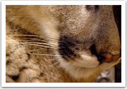 Mountain Lion
